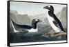 Great Auk, 1836-John James Audubon-Framed Stretched Canvas