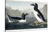 Great Auk, 1836-John James Audubon-Stretched Canvas