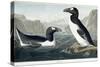 Great Auk, 1836-John James Audubon-Stretched Canvas