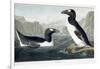 Great Auk, 1836-John James Audubon-Framed Giclee Print