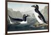 Great Auk, 1836-John James Audubon-Framed Giclee Print