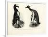 Great Auk, 1864-null-Framed Giclee Print