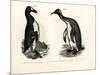 Great Auk, 1864-null-Mounted Giclee Print