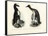 Great Auk, 1864-null-Framed Stretched Canvas