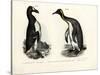 Great Auk, 1864-null-Stretched Canvas