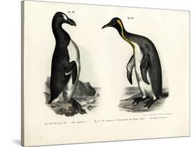 Great Auk, 1864-null-Stretched Canvas