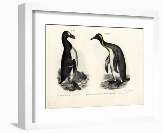 Great Auk, 1864-null-Framed Giclee Print