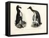 Great Auk, 1864-null-Framed Stretched Canvas