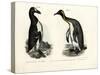 Great Auk, 1864-null-Stretched Canvas