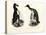 Great Auk, 1864-null-Stretched Canvas