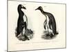 Great Auk, 1864-null-Mounted Giclee Print