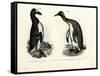 Great Auk, 1864-null-Framed Stretched Canvas