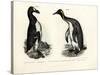 Great Auk, 1864-null-Stretched Canvas