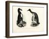 Great Auk, 1864-null-Framed Giclee Print