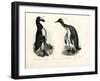 Great Auk, 1864-null-Framed Giclee Print