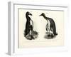 Great Auk, 1864-null-Framed Giclee Print