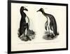 Great Auk, 1864-null-Framed Premium Giclee Print