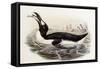 Great Auk, Alca Impennis, from "The Birds of Great Britain"-John Gould-Framed Stretched Canvas