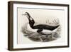 Great Auk, Alca Impennis, from "The Birds of Great Britain"-John Gould-Framed Giclee Print