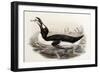 Great Auk, Alca Impennis, from "The Birds of Great Britain"-John Gould-Framed Giclee Print