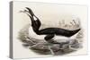 Great Auk, Alca Impennis, from "The Birds of Great Britain"-John Gould-Stretched Canvas
