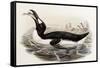 Great Auk, Alca Impennis, from "The Birds of Great Britain"-John Gould-Framed Stretched Canvas