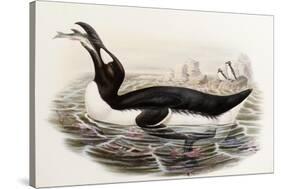 Great Auk, Alca Impennis, from "The Birds of Great Britain"-John Gould-Stretched Canvas
