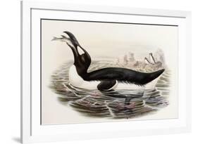 Great Auk, Alca Impennis, from "The Birds of Great Britain"-John Gould-Framed Giclee Print