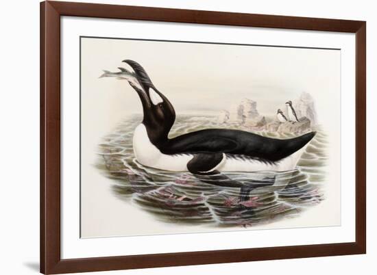 Great Auk, Alca Impennis, from "The Birds of Great Britain"-John Gould-Framed Giclee Print