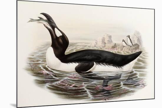 Great Auk, Alca Impennis, from "The Birds of Great Britain"-John Gould-Mounted Giclee Print
