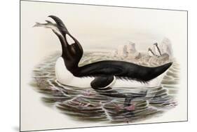 Great Auk, Alca Impennis, from "The Birds of Great Britain"-John Gould-Mounted Giclee Print