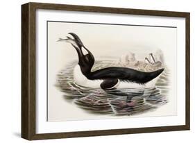 Great Auk, Alca Impennis, from "The Birds of Great Britain"-John Gould-Framed Giclee Print