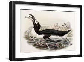 Great Auk, Alca Impennis, from "The Birds of Great Britain"-John Gould-Framed Giclee Print