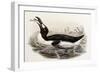 Great Auk, Alca Impennis, from "The Birds of Great Britain"-John Gould-Framed Giclee Print