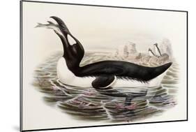 Great Auk, Alca Impennis, from "The Birds of Great Britain"-John Gould-Mounted Giclee Print