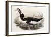 Great Auk, Alca Impennis, from "The Birds of Great Britain"-John Gould-Framed Giclee Print