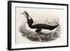 Great Auk, Alca Impennis, from "The Birds of Great Britain"-John Gould-Framed Giclee Print