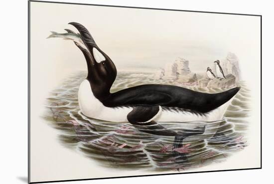 Great Auk, Alca Impennis, from "The Birds of Great Britain"-John Gould-Mounted Giclee Print