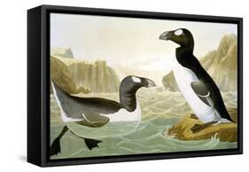 Great Auk (Alka Impennis):-John James Audubon-Framed Stretched Canvas