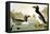 Great Auk (Alka Impennis):-John James Audubon-Framed Stretched Canvas