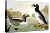 Great Auk (Alka Impennis):-John James Audubon-Stretched Canvas