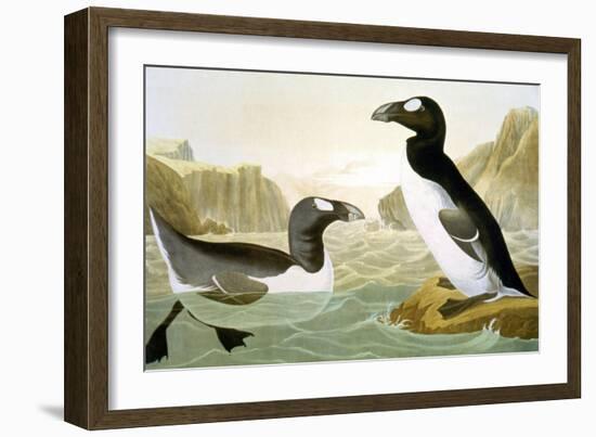 Great Auk (Alka Impennis):-John James Audubon-Framed Giclee Print