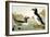 Great Auk (Alka Impennis):-John James Audubon-Framed Giclee Print