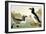 Great Auk (Alka Impennis):-John James Audubon-Framed Giclee Print