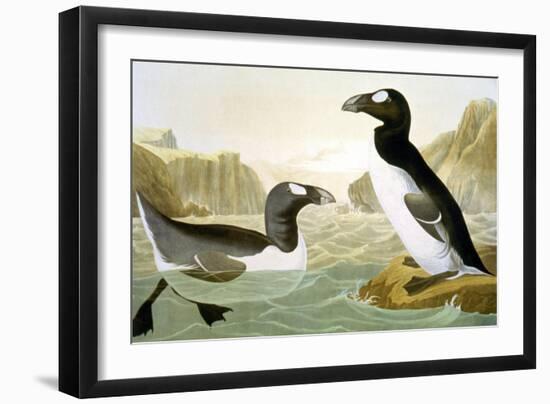 Great Auk (Alka Impennis):-John James Audubon-Framed Giclee Print