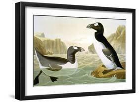 Great Auk (Alka Impennis):-John James Audubon-Framed Giclee Print