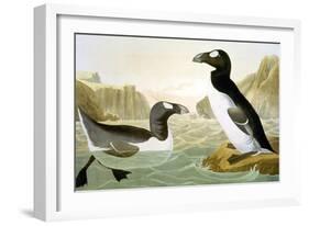 Great Auk (Alka Impennis):-John James Audubon-Framed Giclee Print