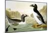 Great Auk (Alka Impennis):-John James Audubon-Mounted Giclee Print