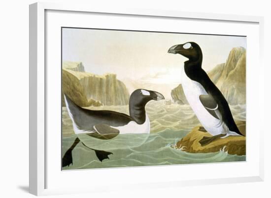 Great Auk (Alka Impennis):-John James Audubon-Framed Giclee Print