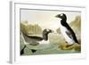 Great Auk (Alka Impennis):-John James Audubon-Framed Giclee Print